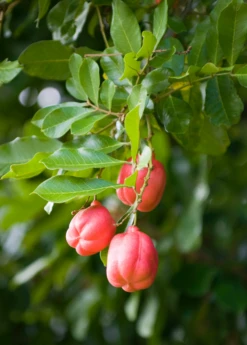 Ackee (Blighia Sapida) 5 Ackee (Blighia Sapida) -Wilson Bros Gardens Shop Ackeetreeforsalesowexotic 2