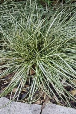 Variegated Sweet Flag (Acorus Gramineus 'Variegatus') - 5 Pack Of Quart Pots 11 Variegated Sweet Flag (Acorus Gramineus 'Variegatus') - 5 Pack Of Quart Pots -Wilson Bros Gardens Shop Acorus Gramineus Variegatus Sweet Flag 2