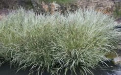 Variegated Sweet Flag (Acorus Gramineus 'Variegatus') - 5 Pack Of Quart Pots 9 Variegated Sweet Flag (Acorus Gramineus 'Variegatus') - 5 Pack Of Quart Pots -Wilson Bros Gardens Shop Acorus Gramineus Variegatus Sweet Flag 4