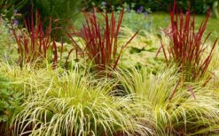 Golden Sweet Flag - Acorus Gramineus 'Ogon' - 8 Pack Of 1 Gallon Pots -Wilson Bros Gardens Shop Acorus Ogon 103 3