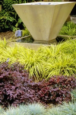 Golden Sweet Flag - Acorus Gramineus 'Ogon' - 18 Count Flat Of Pint Pots -Wilson Bros Gardens Shop Acorus Ogon 104 6