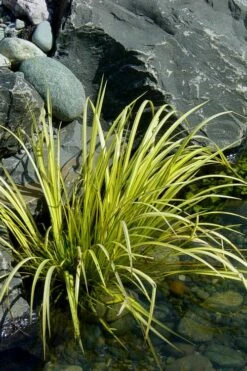Golden Sweet Flag (Acorus Gramineus 'Ogon') - 6 Pack Of Pint Pots -Wilson Bros Gardens Shop Acorus Ogon 105 4
