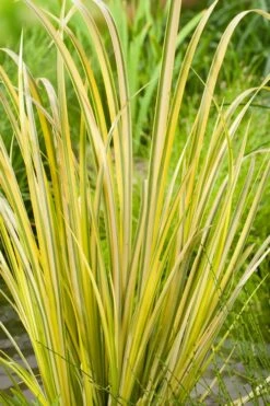 Golden Variegated Sweet Flag - Acorus Gramineus 'Oborozuki' - 18 Count Flats Of Pint Pots -Wilson Bros Gardens Shop Acorus Sweet Flag Variegated 500x750 1