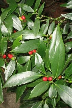 Dwarf Green Aucuba - Japanese Laurel - 1 Gallon Pot