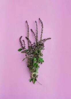 African Blue Basil (Ocimum Kilimandscharicum × Basilicum 'Dark Opal') -Wilson Bros Gardens Shop African Blue Basil Plant for Sale SowExotic