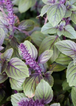 African Blue Basil (Ocimum Kilimandscharicum × Basilicum 'Dark Opal') -Wilson Bros Gardens Shop African Blue basil plant for sale SowExotic