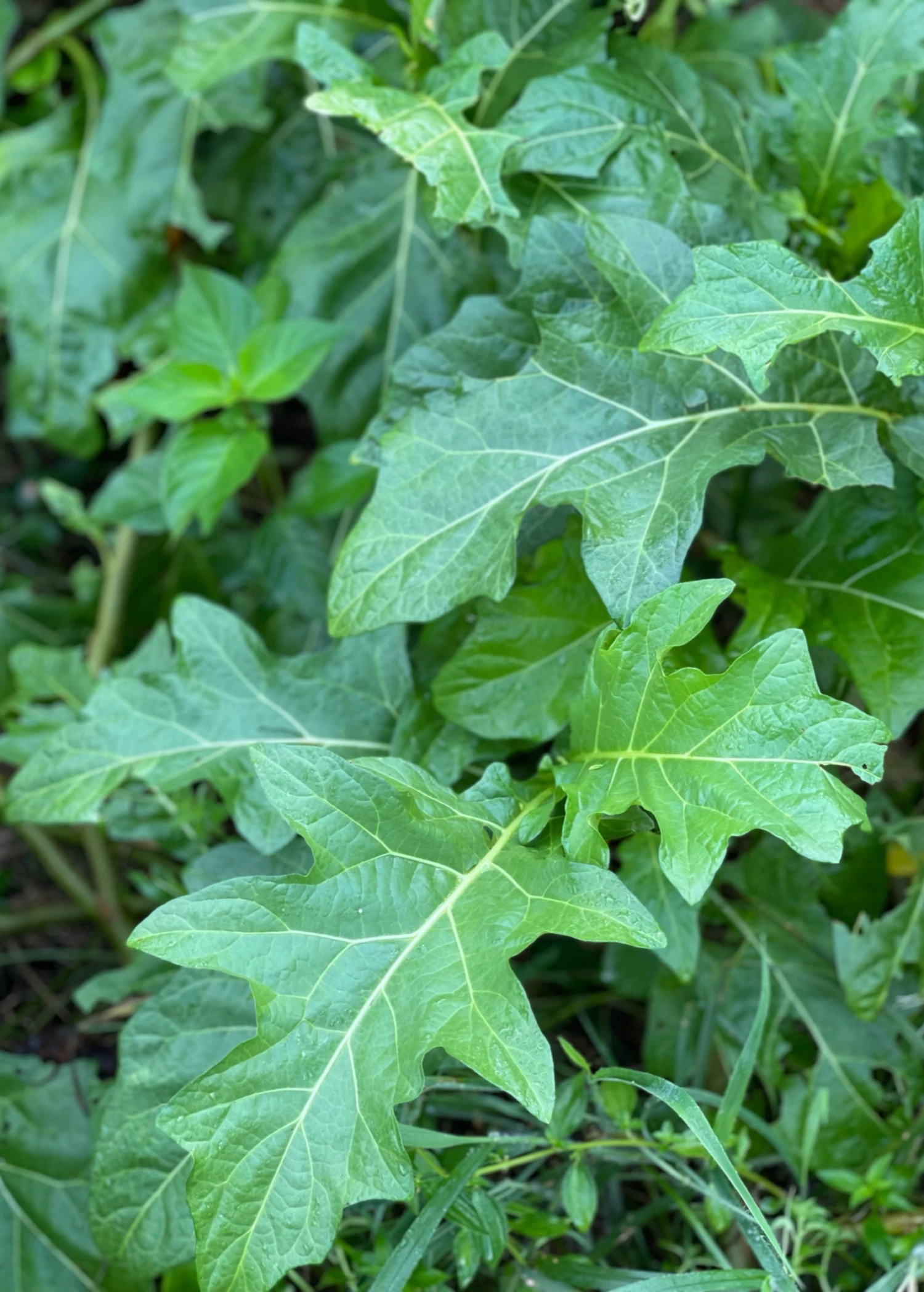 African Eggplant (Solanum Aethiopicum) 3 African Eggplant (Solanum Aethiopicum) - Image 3