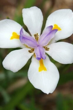 White African Iris - Fortnight Lily - Dietes Iridioides - 1 Gallon Pot