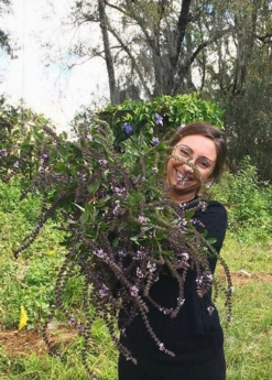 African Blue Basil (Ocimum Kilimandscharicum × Basilicum 'Dark Opal') -Wilson Bros Gardens Shop African blue basil plant for sale SowExotic.com