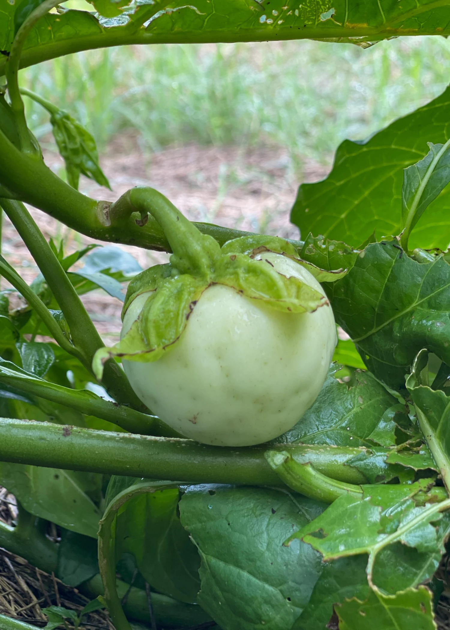 African Eggplant (Solanum Aethiopicum) 2 African Eggplant (Solanum Aethiopicum) - Image 2