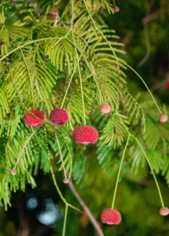 African Locust Bean Tree (Parkia Biglobosa) -Wilson Bros Gardens Shop AfricanLocustBeanPlantsforSale SowExotic.com