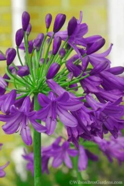 Ever Amethyst Agapanthus (Lily Of The Nile) - 3 Gallon Pot -Wilson Bros Gardens Shop Agapanthus Ever Amethyst 1 1