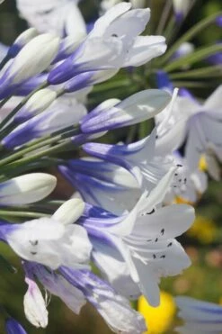 Indigo Frost Agapanthus - 1 Gallon Pot -Wilson Bros Gardens Shop Agapanthus Indigo Frost 1