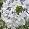 Indigo Frost Agapanthus - 1 Gallon Pot