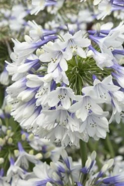Indigo Frost Agapanthus - 1 Gallon Pot