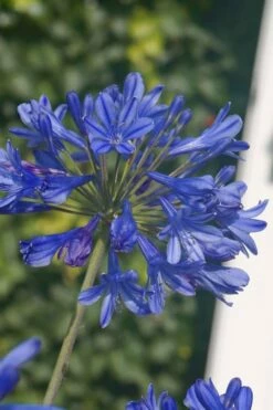 Little Blue Fountain Agapanthus - Lily Of The Nile - 1 Gallon Pot -Wilson Bros Gardens Shop Agapanthus Little Blue Fountain 2