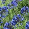 Little Blue Fountain Agapanthus - Lily Of The Nile - 1 Gallon Pot
