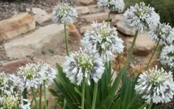 Queen Mum Agapanthus - 2 Gallon Pot -Wilson Bros Gardens Shop Agapanthus Queen Mum 1 1