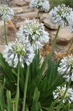 Queen Mum Agapanthus - 2 Gallon Pot -Wilson Bros Gardens Shop Agapanthus Queen Mum 500x750 2