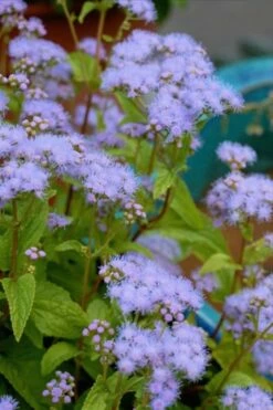 Hardy Ageratum (Blue Mistflower) - 1 Gallon Pot -Wilson Bros Gardens Shop Ageratum Hardy 10