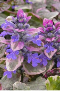 Burgundy Glow Ajuga - Bugleweed - 10 Count Flat Of 4" Pint Pots