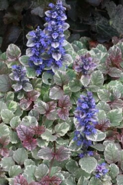Burgundy Glow Ajuga - Bugleweed - 10 Count Flat Of 4" Pint Pots -Wilson Bros Gardens Shop Ajuga Burgundy Glow 500x750 1