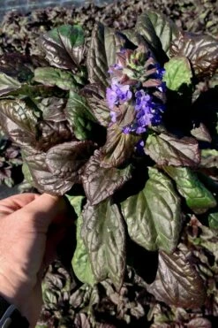 Catlins Giant Ajuga - Bugleweed - 6 Pack Of 3.5" Pint Pots -Wilson Bros Gardens Shop Ajuga Catlins Giant 10 2