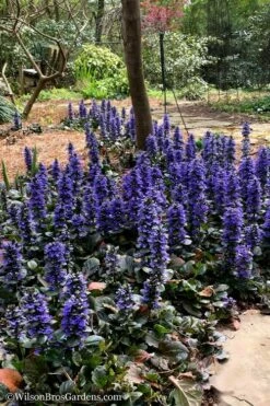 Catlins Giant Ajuga - Bugleweed - 6 Pack Of 3.5" Pint Pots -Wilson Bros Gardens Shop Ajuga Catlins Giant 20 2
