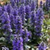 Catlins Giant Ajuga - Bugleweed - 5 Pack Of Pint Pots