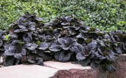 Mahogany Ajuga (Bugleweed) - 5 Pack Of Quart Pots -Wilson Bros Gardens Shop Ajuga Mahogany 2