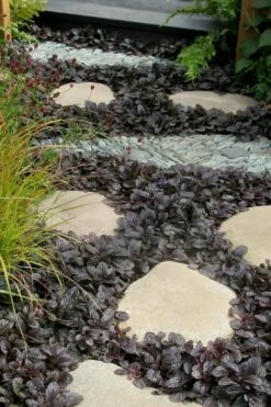 Mahogany Ajuga (Bugleweed) - 5 Pack Of Quart Pots