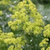 Thriller Lady's Mantle (Alchemilla Mollis) - 1 Gallon Pot