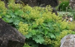 Thriller Lady's Mantle (Alchemilla Mollis) - 1 Gallon Pot -Wilson Bros Gardens Shop Alchemilla Mollis Thriller 2 1