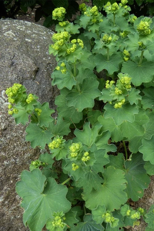 Auslese Lady's Mantle (Alchemilla Mollis) - 1 Gallon Pot 8 Auslese Lady's Mantle (Alchemilla Mollis) - 1 Gallon Pot - Image 8
