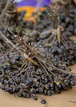 Allspice (Pimenta Dioica) -Wilson Bros Gardens Shop Allspice Plant for sale SowExotic.com