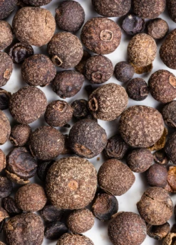 Allspice (Pimenta Dioica) -Wilson Bros Gardens Shop Allspice plants for sale SowExotic.com