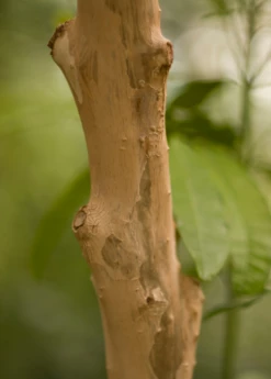 Allspice (Pimenta Dioica) -Wilson Bros Gardens Shop Allspice Pimentadioica plant for sale SowEXotic.com