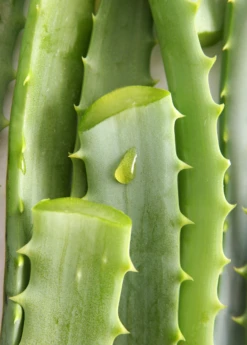 Aloe (Aloe Vera) -Wilson Bros Gardens Shop Aloe Vera Plants for Sale SowExotic