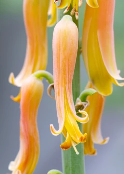 Aloe (Aloe Vera) -Wilson Bros Gardens Shop Aloe plants for sale SowExotic a42e42f6 d677 4607 b12b 2e5c9e82ba8a