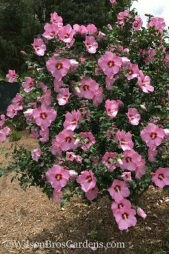 Aphrodite Rose Of Sharon (Althea / Hibiscus) - 3 Gallon Pot -Wilson Bros Gardens Shop Althea Aphrodite Rose Of Sharon Hibiscus 3 500x750 1