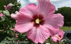 Aphrodite Rose Of Sharon (Single Trunk Tree) - 5 Gallon Pot -Wilson Bros Gardens Shop Althea Aphrodite Rose of Sharon Hibiscus 50 1