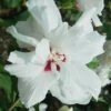 Morning Star Rose Of Sharon (Althea) - Hibiscus Syriacus - 3 Gallon Pot