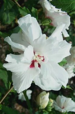 Morning Star Rose Of Sharon (Single Trunk Tree) - 7 Gallon Pot (3-4') -Wilson Bros Gardens Shop Althea Morning Star Rose of Sharon 500x750 2