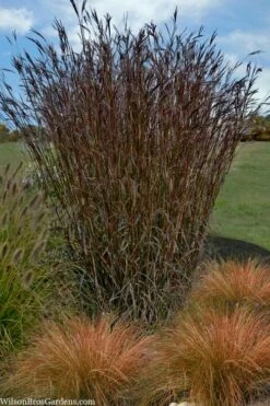 Big Bluestem Grass (Andropogon Gerardii) - 5 Pack Of Quart Pots -Wilson Bros Gardens Shop Andropogon gerardii big bluestem 1