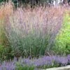 Big Bluestem Grass (Andropogon Gerardii) - 5 Pack Of Quart Pots