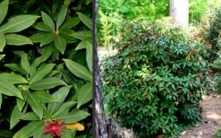 Florida Anise - Illicium Floridanum - 1 Gallon Pot -Wilson Bros Gardens Shop Anise Florida