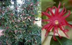 Florida Anise - Illicium Floridanum - 6 Pack Of 1 Gallon Pots -Wilson Bros Gardens Shop Anise Florida 50 1