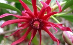 Florida Anise - Illicium Floridanum - 1 Gallon Pot -Wilson Bros Gardens Shop Anise Florida Flower 50