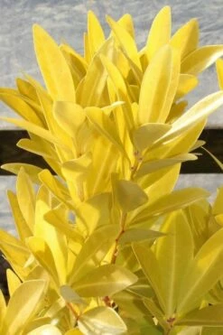 Florida Sunshine Anise - 2 Gallon Pot -Wilson Bros Gardens Shop Anise Florida Sunshine 500x750 2