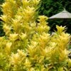 Florida Sunshine Anise - 2 Gallon Pot